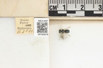 Media type: image;   Entomology 790678 Aspect: Labels